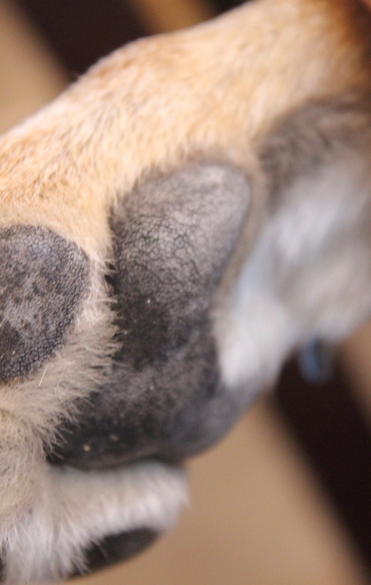 Actual Portion of Dog's Paw Print in Sterling Silver, Adjustable length bracelet