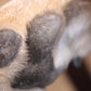 Pawprint Heart Ring in Sterling Silver