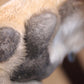 Actual Portion of Dog's Paw Print in Sterling Silver, Adjustable length bracelet